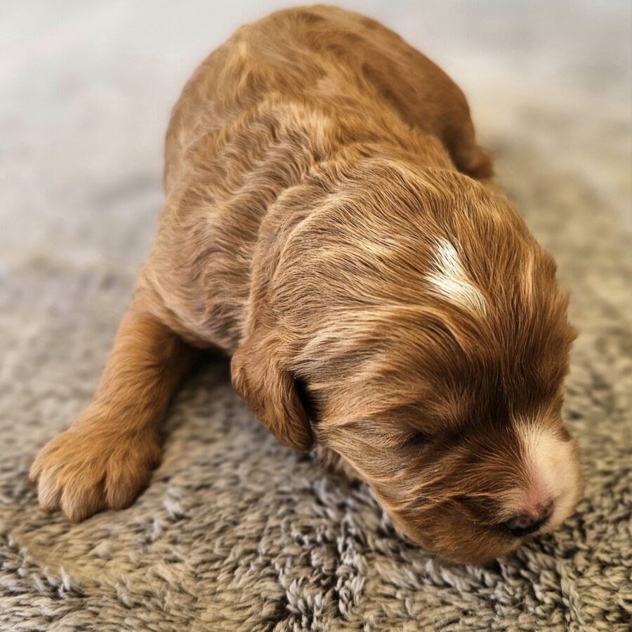 Caramel Cavoodle