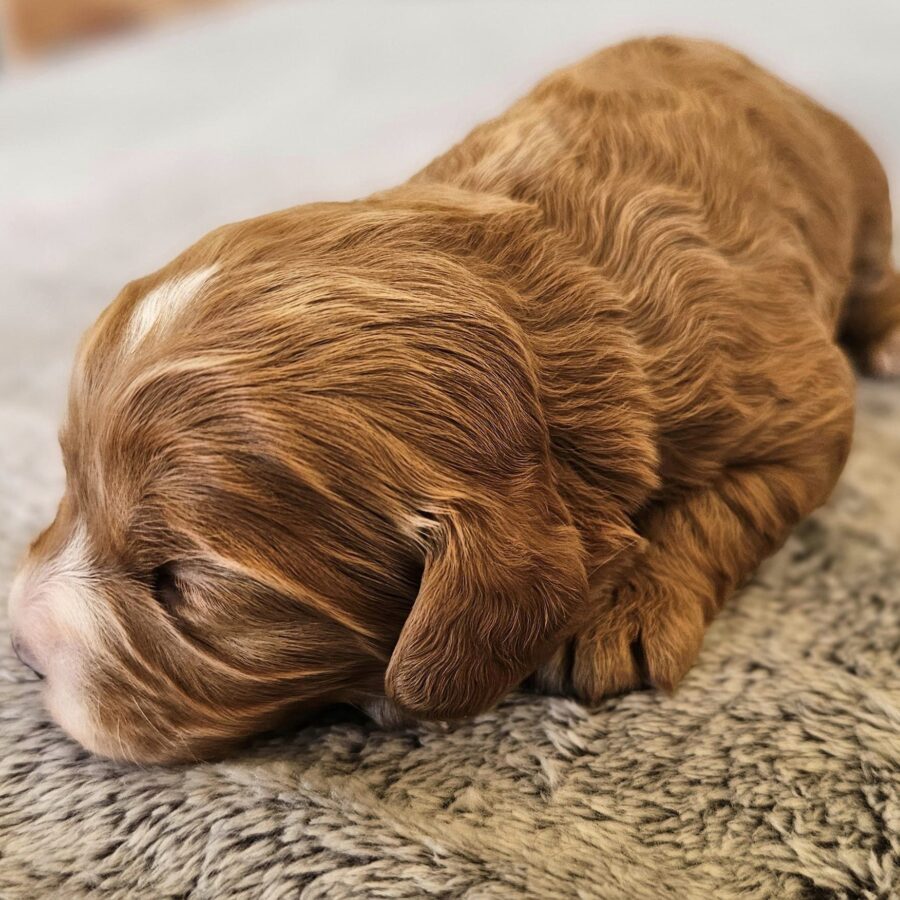 Cavoodle puppies