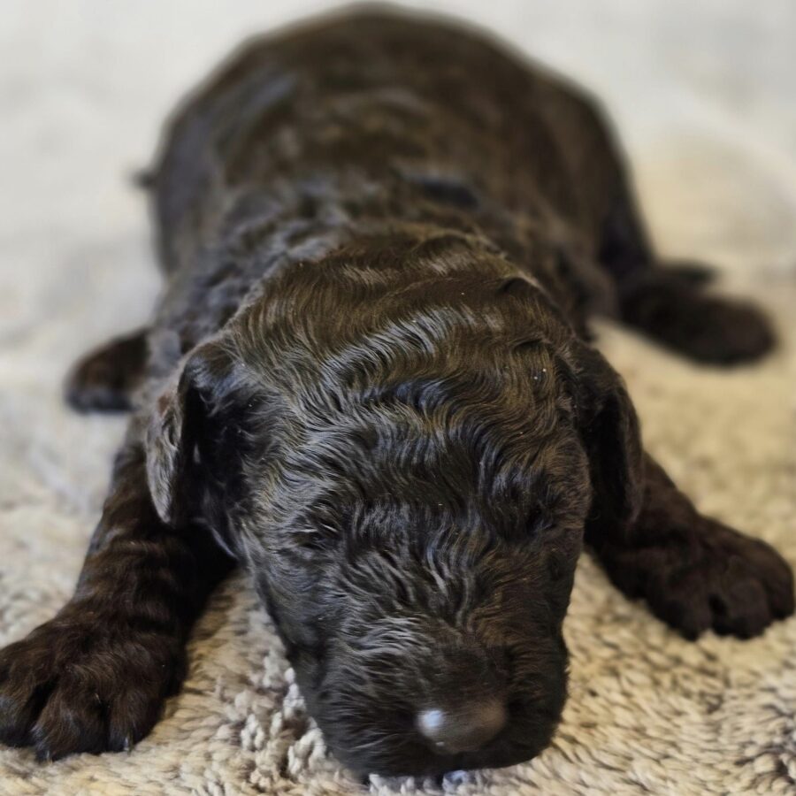 Black Purebred Miniature Poodle