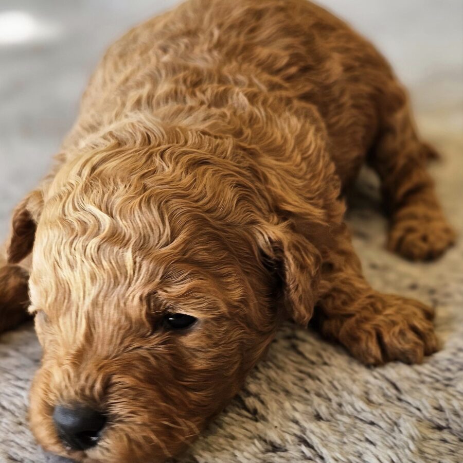 Par Annette Pierre Apricot Mini Poodle Puppies